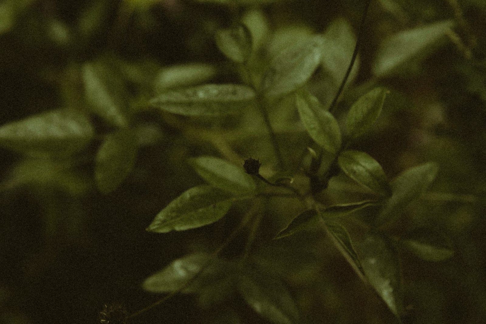 a close up of a plant with leaves